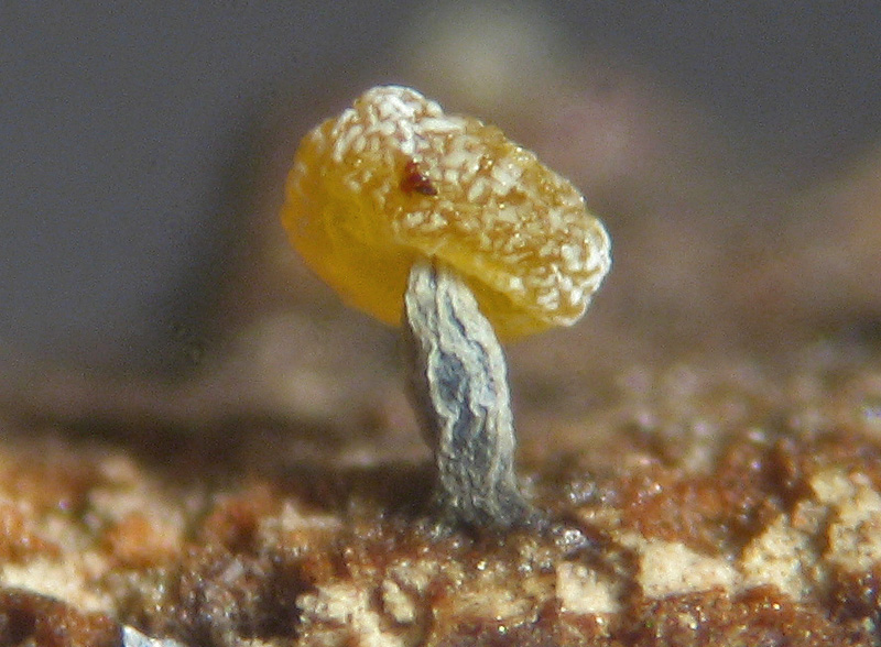 Physarum sp. ?
